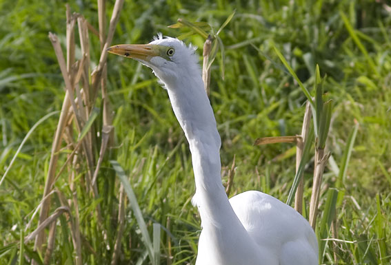 Grotezilverreiger021008E